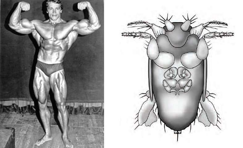 Nombran una nueva especie de mosca en honor a Arnold Schwarzenegger